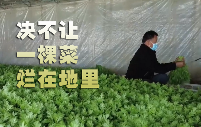 决不让一棵菜烂在地里