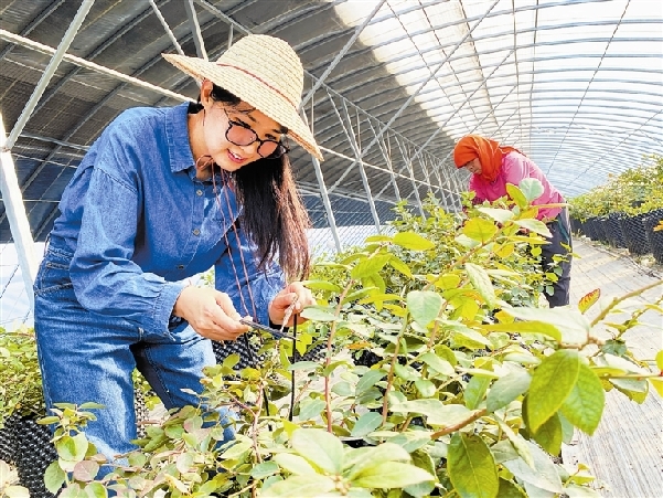 蓝莓种植 潜力无限
