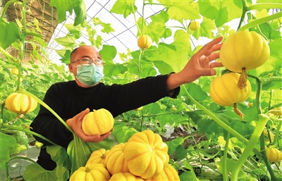 确保蔬菜供应冬季不“断档”