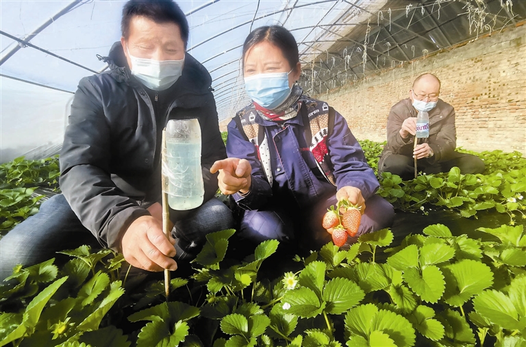 草莓种植园 物理防虫害
