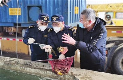 新春走基层｜宁河活鱼抢“鲜”出口